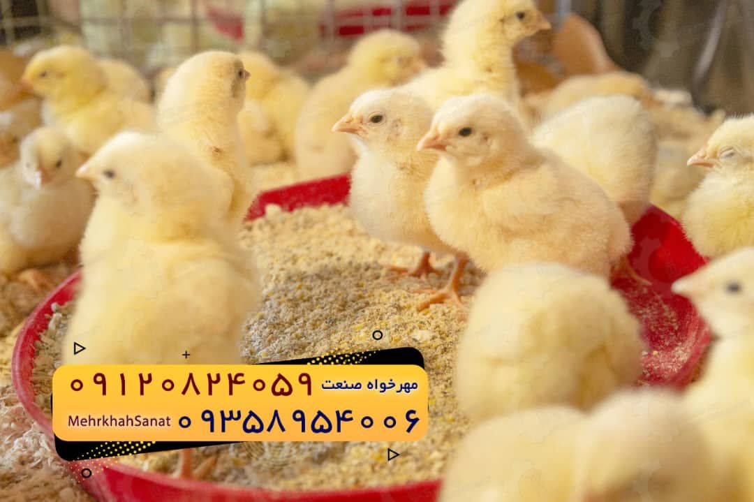 جوجه راس ۳۰۸