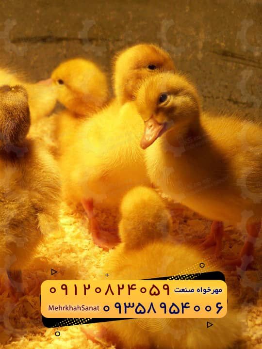 🐣🐣🐣 *جوجه اُردک گوشتی*🐣🐣🐣